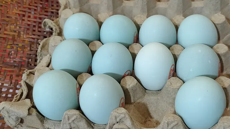 Harga Telur Itik Sepapan
