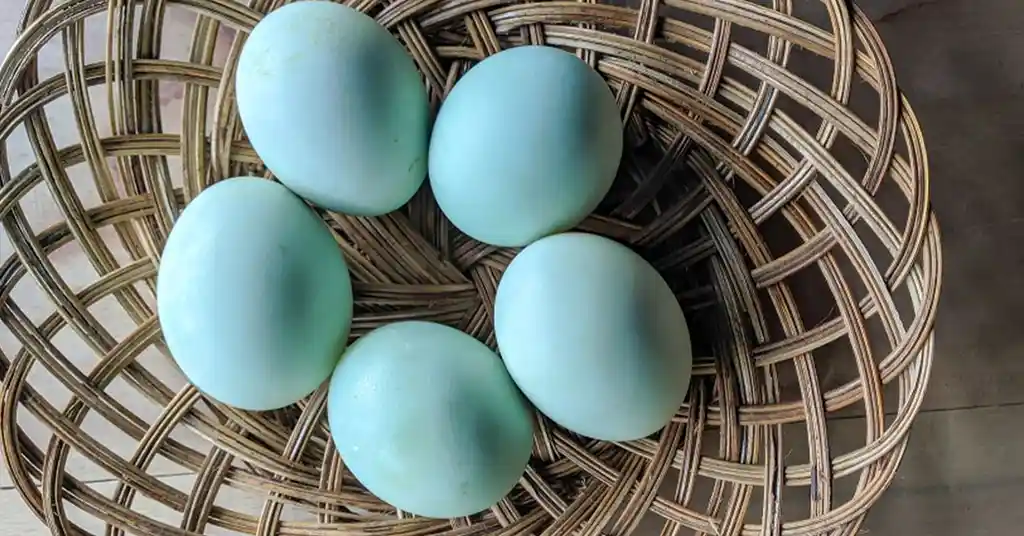 Perbezaan Harga Telur Itik Mengikut Jenis dan Kegunaan