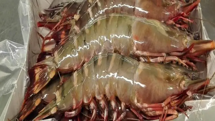 Harga Udang Harimau