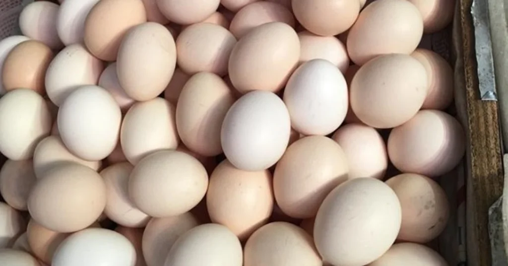 Perbandingan Harga Telur Ayam Kampung dengan Jenis Telur Lain