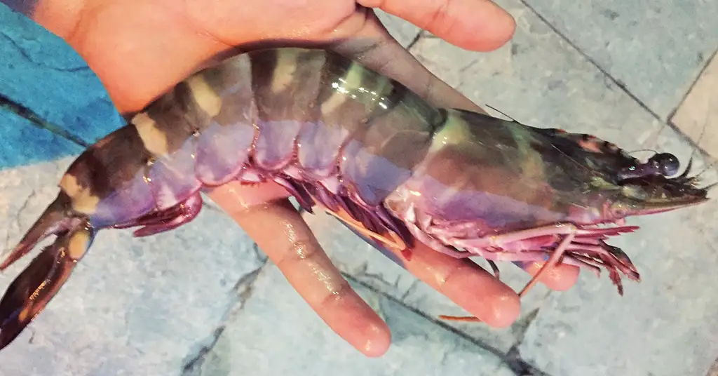 Perbezaan Harga Udang Harimau Mengikut Jenis Jualan