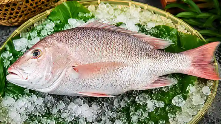 Harga Ikan Jenahak