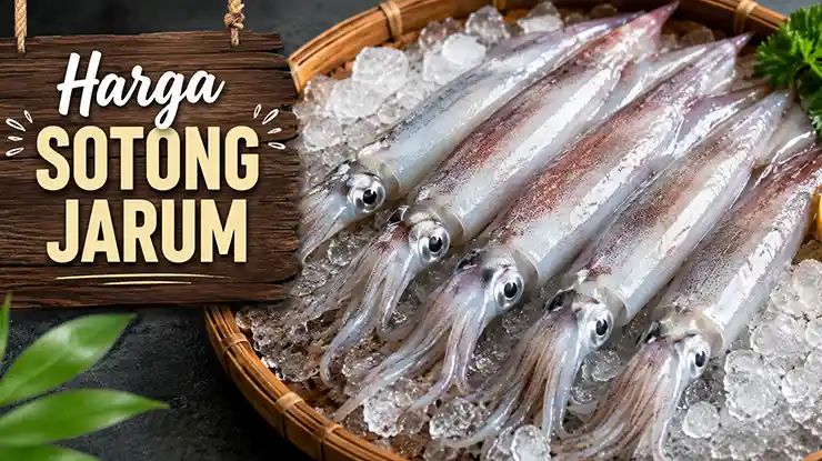 Harga Sotong Jarum