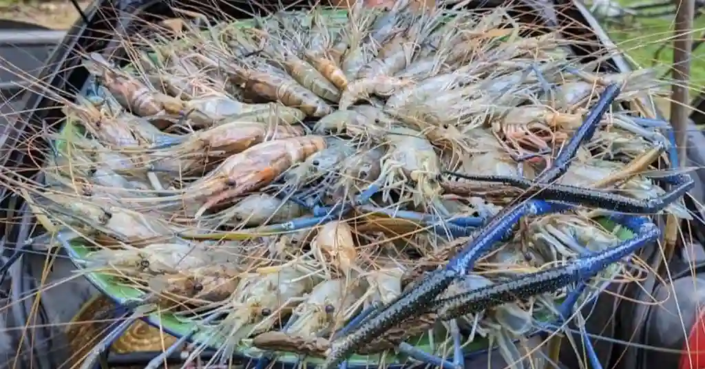 Harga Udang Galah Mengikut Keadaan Produk