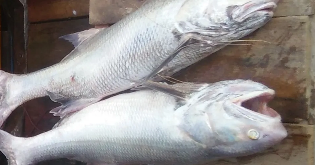 Perbandingan Harga Ikan Kurau Mengikut Saluran Jualan