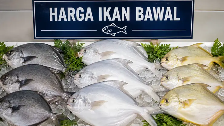 Harga Ikan Bawal