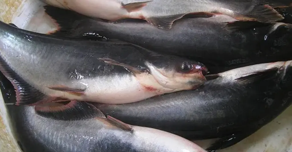 Harga Ikan Patin Mengikut Bentuk Jualan
