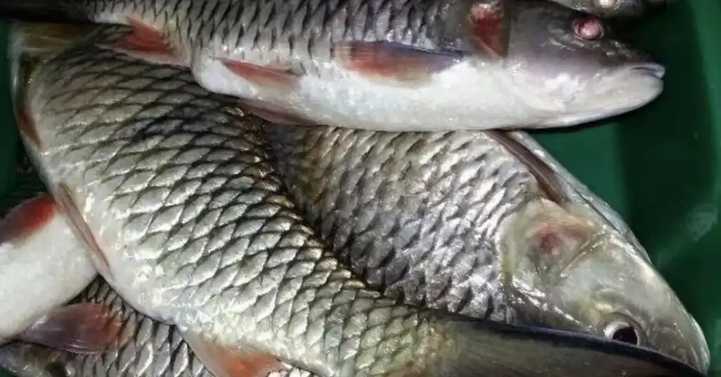Harga Ikan Sebarau Mengikut Bentuk Jualan