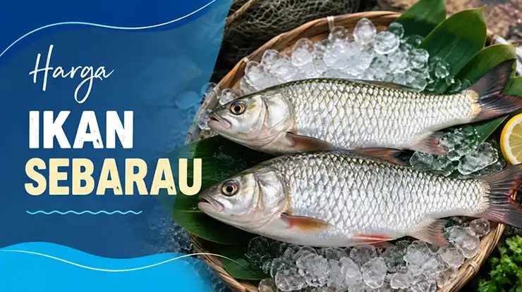 Harga Ikan Sebarau