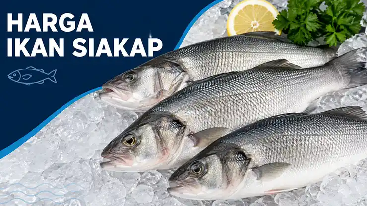 Harga Ikan Siakap