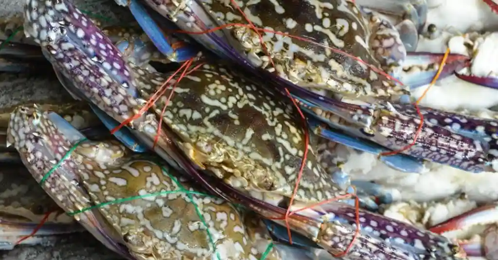 Perbezaan Harga Ketam Bunga Mengikut Saluran Pembelian